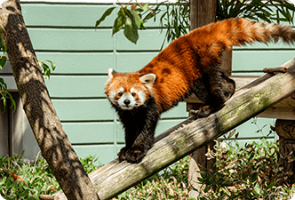 福岡市動物園